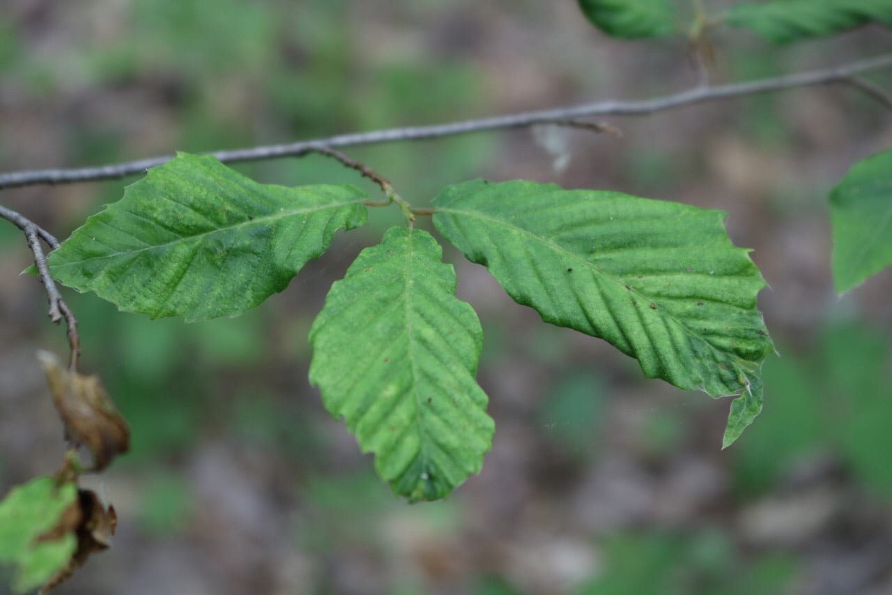 beechleafdisease