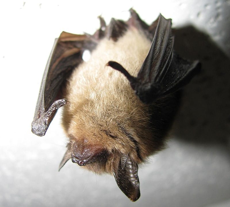 Myotis_septentrionalis_bat OHIO